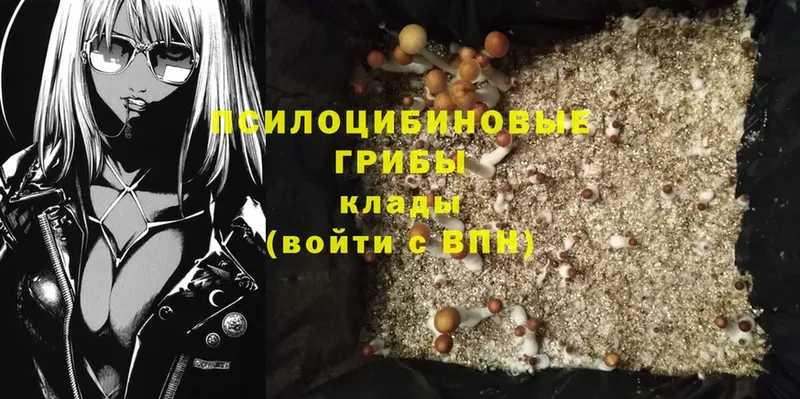 Псилоцибиновые грибы Psilocybe  Алушта 